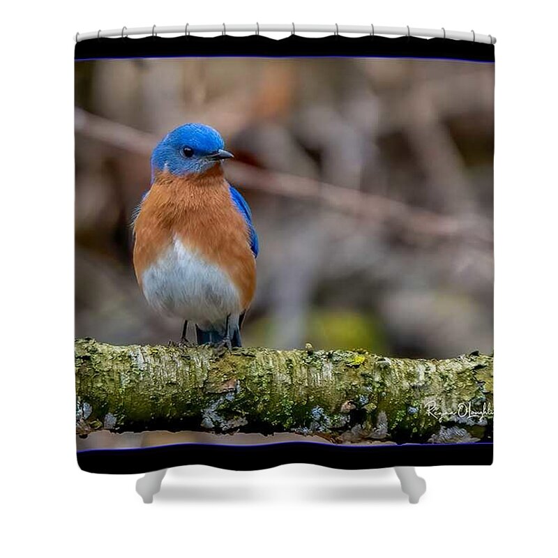 Bird Shower Curtain featuring the photograph Chubby Bluebird by Regina Muscarella