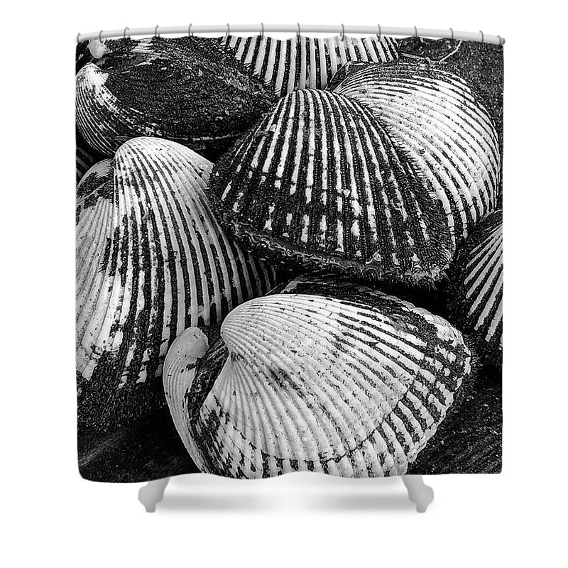 Clams Shower Curtain featuring the photograph Clambake by William Scott Koenig