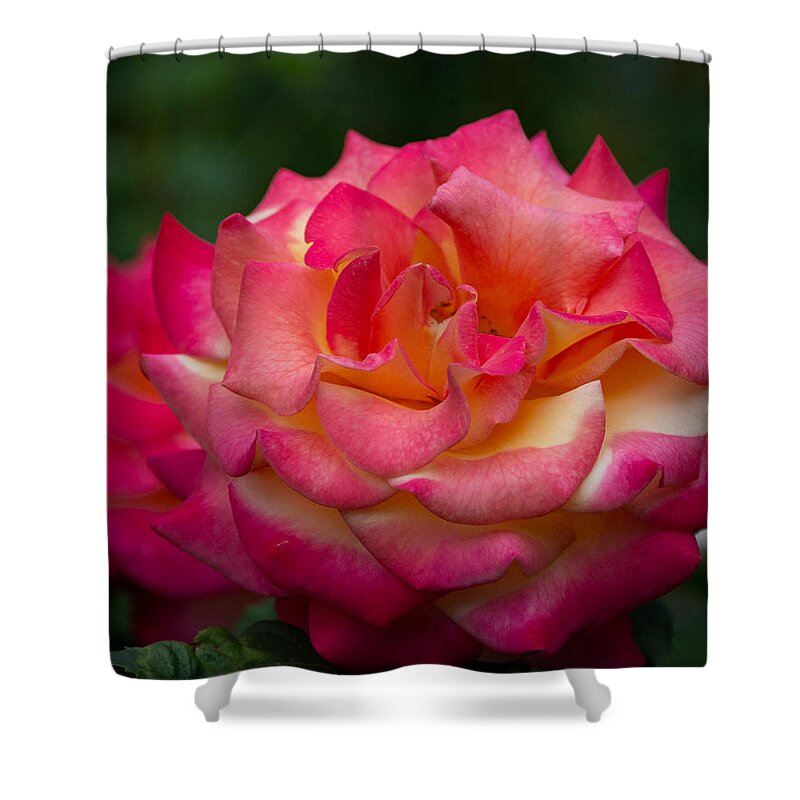 Rose Shower Curtain featuring the photograph Classic Beauty with a Twist by Linda Bonaccorsi