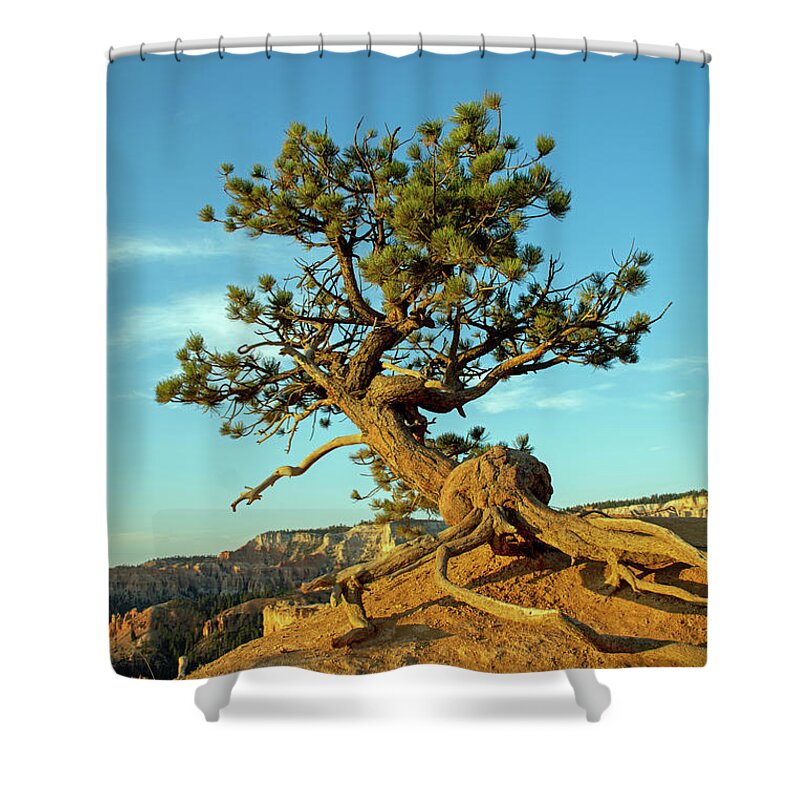Tree Shower Curtain featuring the photograph Clinging by Bruce Gourley