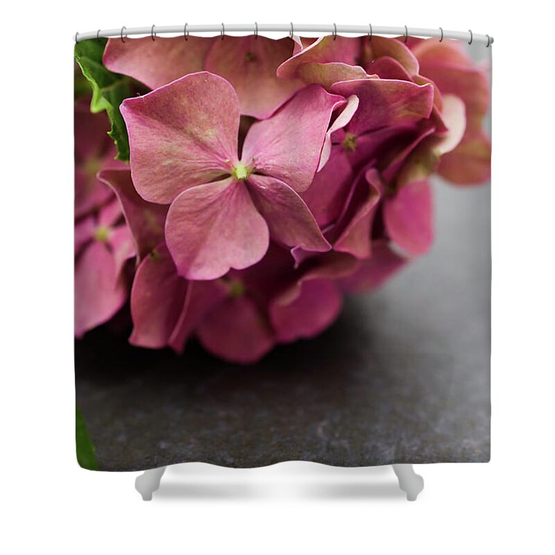 Floral Shower Curtain featuring the photograph Close-Up Hydrangea on Slate Nature / Floral / Botanical Photograph by PIPA Fine Art - Simply Solid