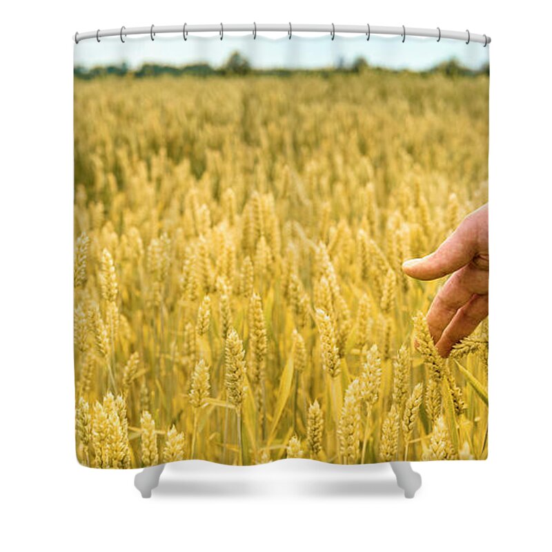 Wheat Shower Curtain featuring the photograph Closeup of farmer's hand over wheat by Jelena Jovanovic