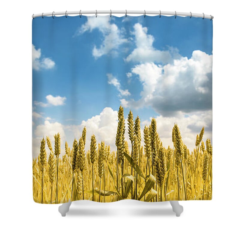 Wheat Shower Curtain featuring the photograph Closeup of golden wheat ears in field in summer season by Jelena Jovanovic