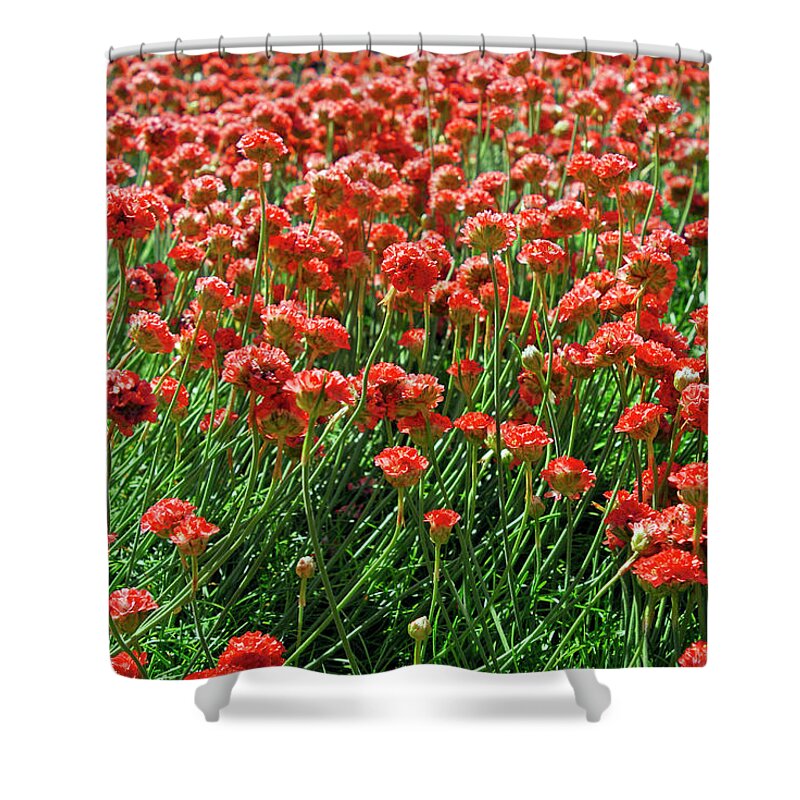 Sunny Shower Curtain featuring the photograph Closeup Of Red Flower Field Background by Severija Kirilovaite