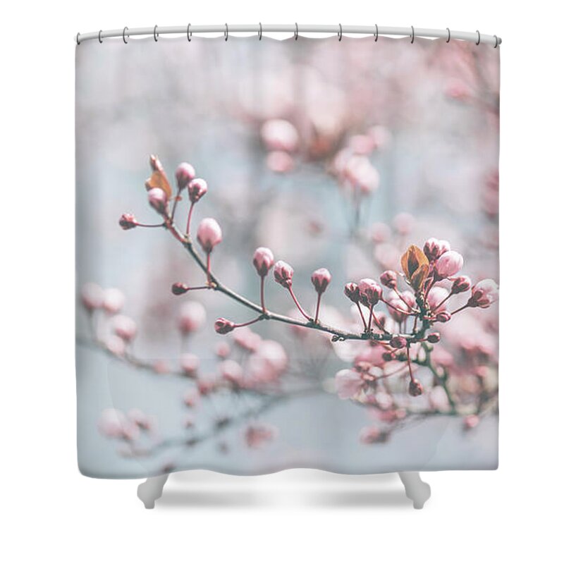 Blossom Shower Curtain featuring the photograph Closeup of spring pastel blooming flower in orchard. by Jelena Jovanovic