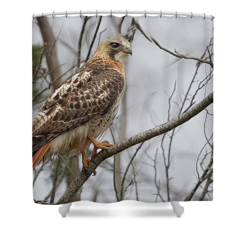 Hawk Shower Curtain featuring the photograph Cloudy Red Tail by Jim E Johnson