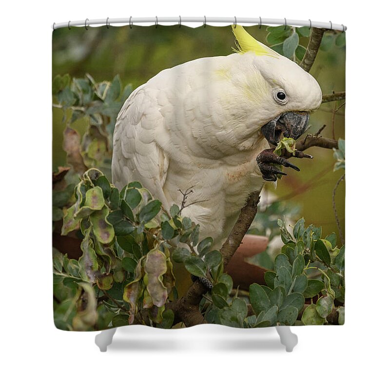 Wildlife Shower Curtain featuring the photograph Cockatoo 10 by Werner Padarin