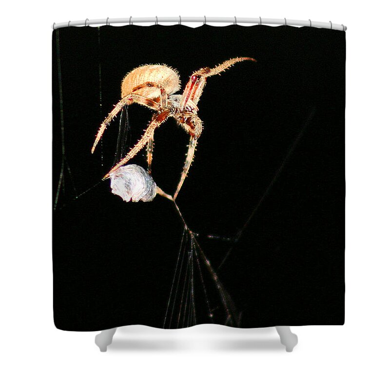 Spider Shower Curtain featuring the photograph Cocooning the Victim by Kristin Elmquist