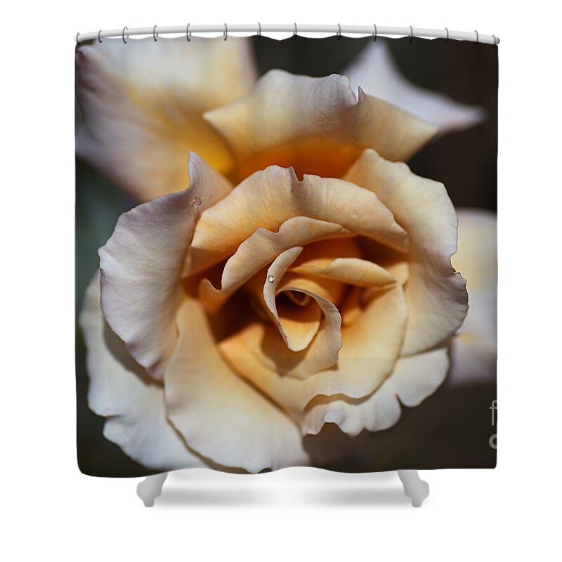 Rosa Julias Rose Shower Curtain featuring the photograph Coffee Rose by Joy Watson