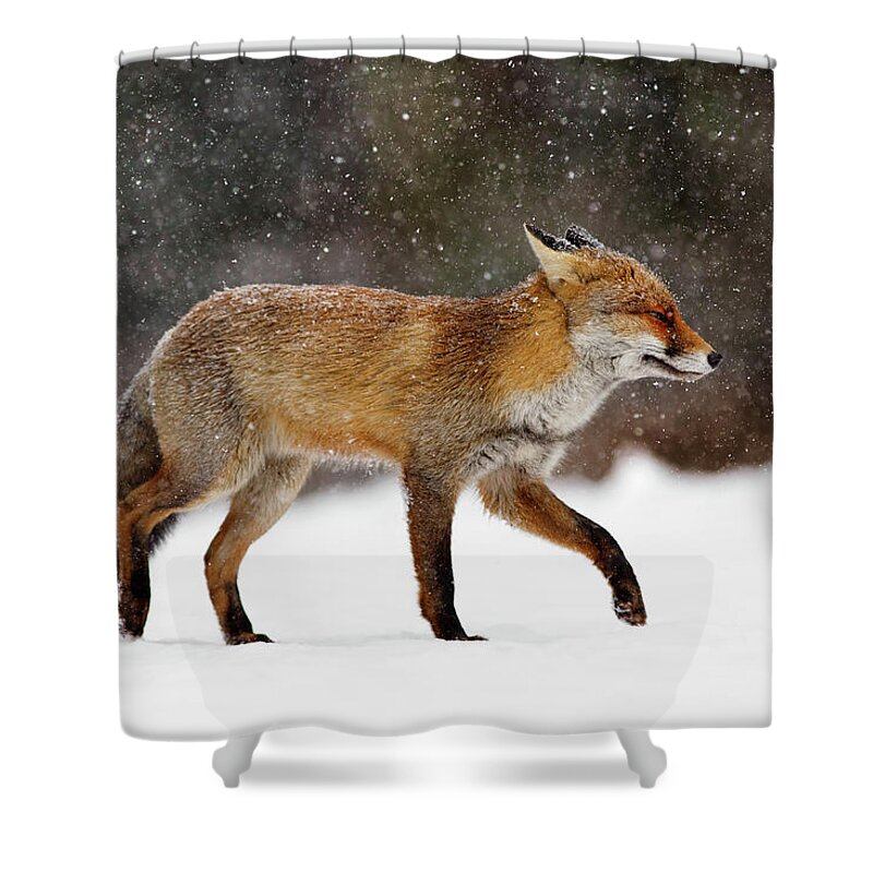 Red Fox Shower Curtain featuring the photograph Cold as Ice - Red Fox in a Snow Blizzard by Roeselien Raimond