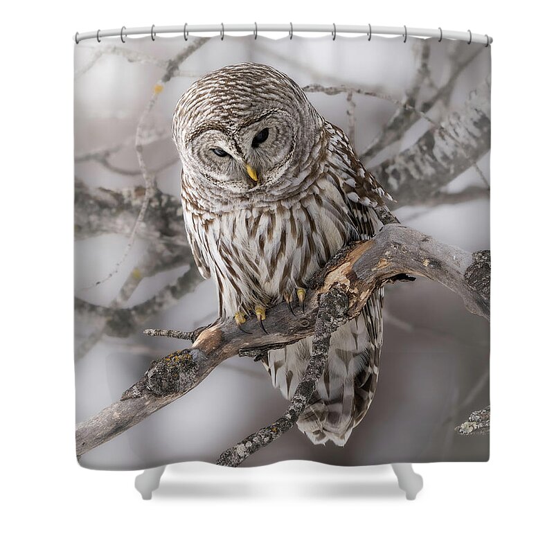 Barred Owl Shower Curtain featuring the photograph Cold Stare by James Overesch