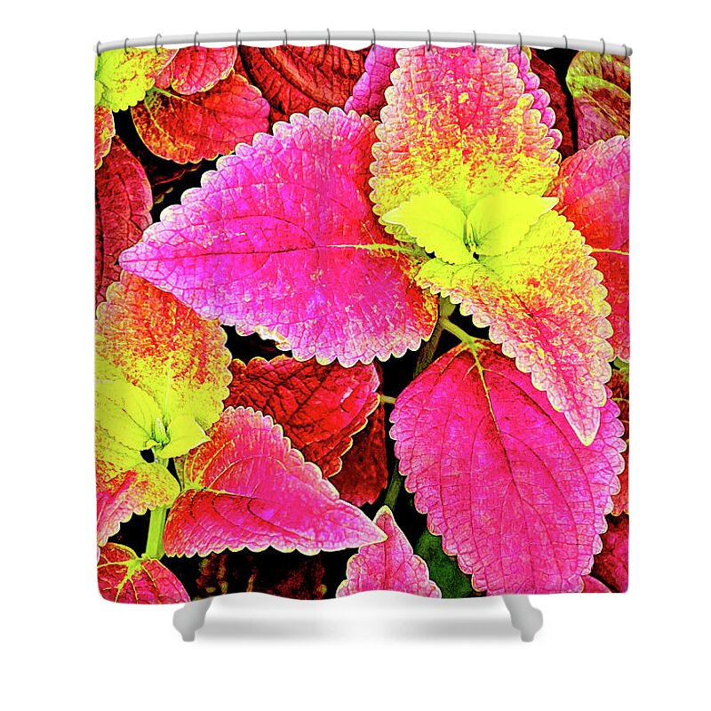 David Lawson Photography Shower Curtain featuring the photograph Coleus colorfulius by David Lawson