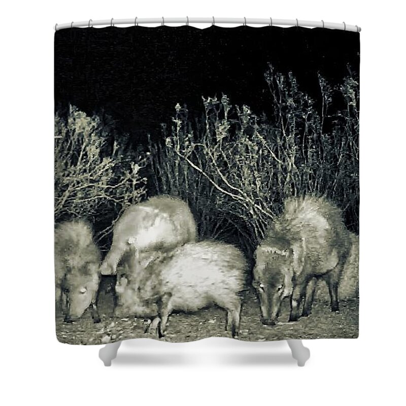 Animals Shower Curtain featuring the photograph Collared Peccary or Javelina Herd at Night by Judy Kennedy