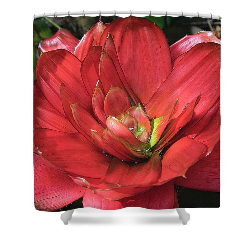 Flower Shower Curtain featuring the photograph Color of Love by Portia Olaughlin
