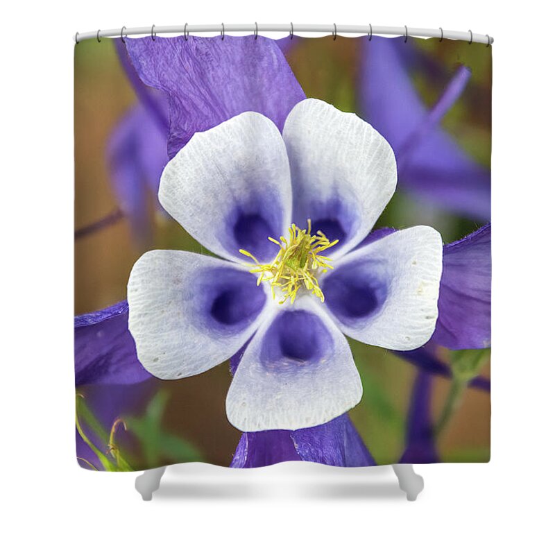 Aquilegia Coerulea Shower Curtain featuring the photograph Colorado Blue Columbine by Debra Martz