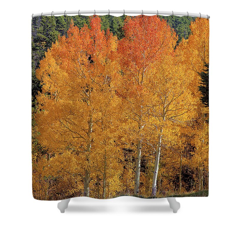 Colorado Shower Curtain featuring the photograph Colorado Fall Colors by Bob Falcone