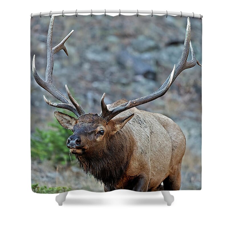 Bull Elk Shower Curtain featuring the photograph Colorado Rocky Mountain Bull Elk by Gary Langley