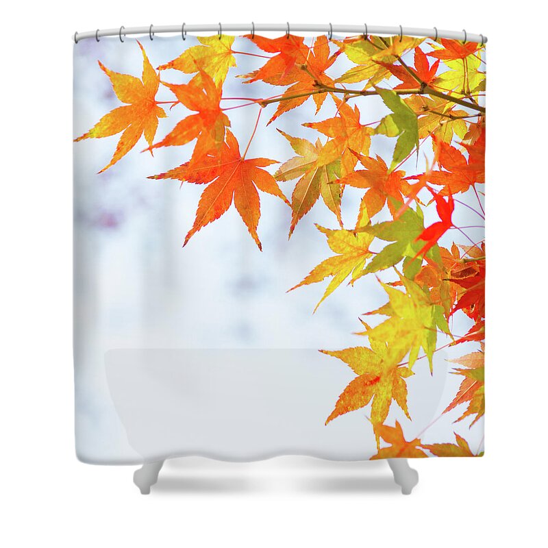 Acer Shower Curtain featuring the photograph Colorful maple leaves on branch, square crop by Viktor Wallon-Hars