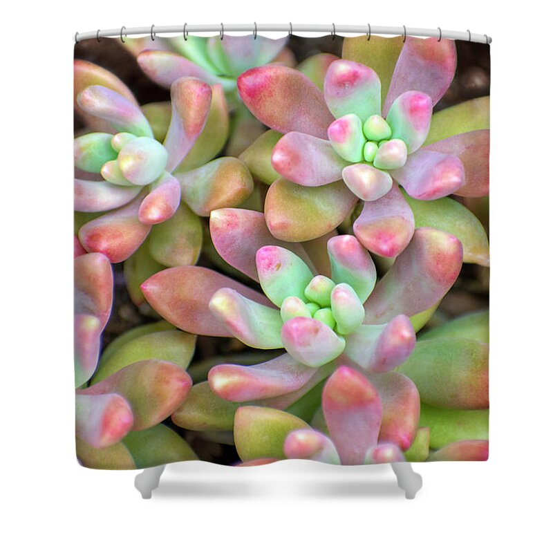 Plant Shower Curtain featuring the photograph Colorful Succulent Moonstone Plants by Christina Rollo