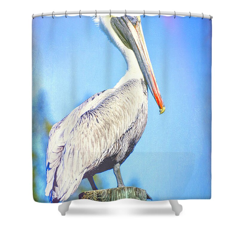 Pelican Shower Curtain featuring the photograph Colorfulcan by Alison Belsan Horton