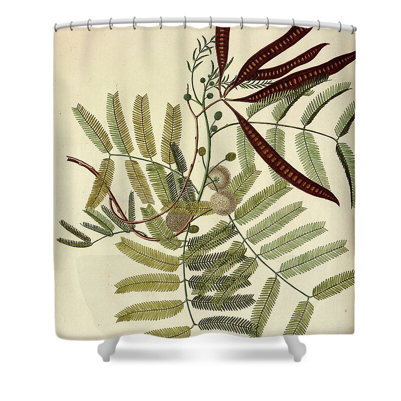 Acaciam Tree Shower Curtain featuring the photograph Coloured Copperplate engraving o37 by Botany