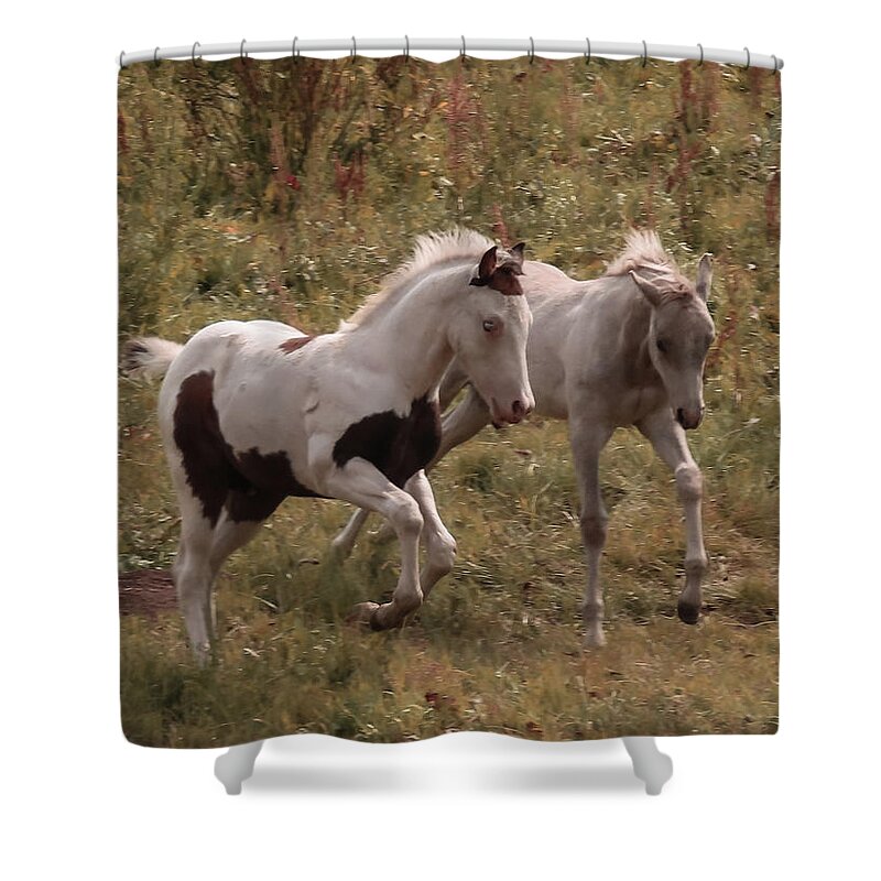 Mustangs Shower Curtain featuring the photograph Colts At Play by Karen Shackles