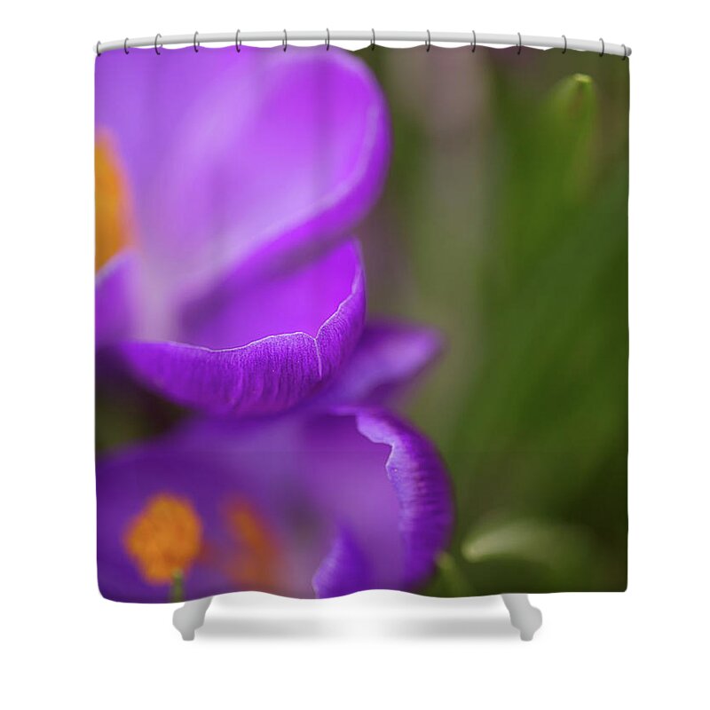 Purple Crocuses Shower Curtain featuring the photograph Come unto me by Kunal Mehra