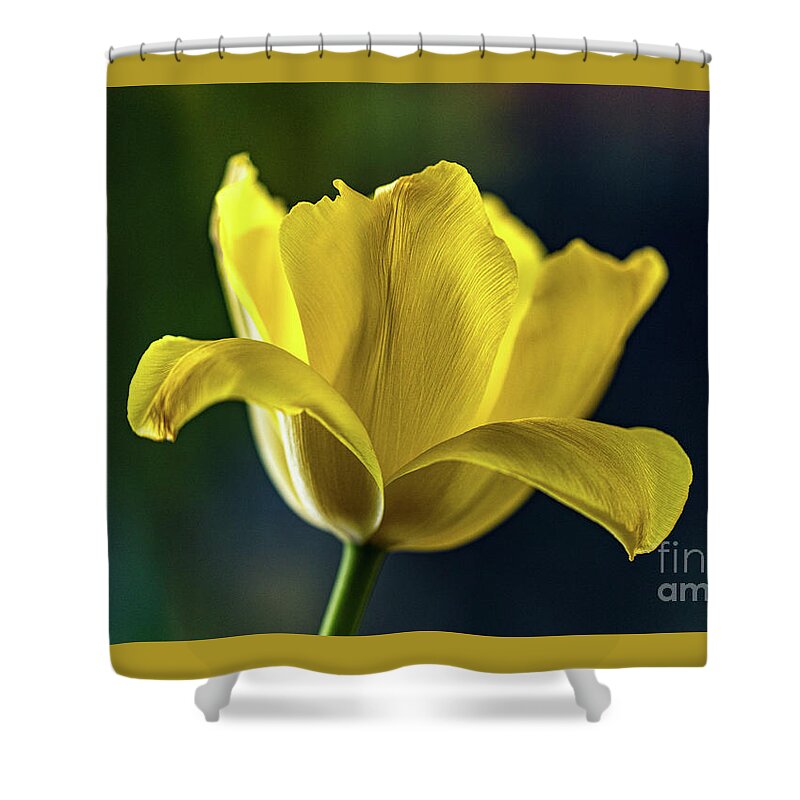 Gouda Shower Curtain featuring the photograph Comfort-2 by Casper Cammeraat