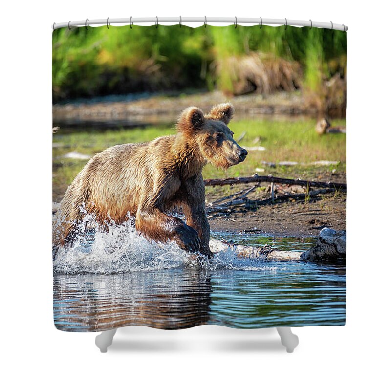 Alaska Shower Curtain featuring the photograph Coming for a salmon by Alex Mironyuk