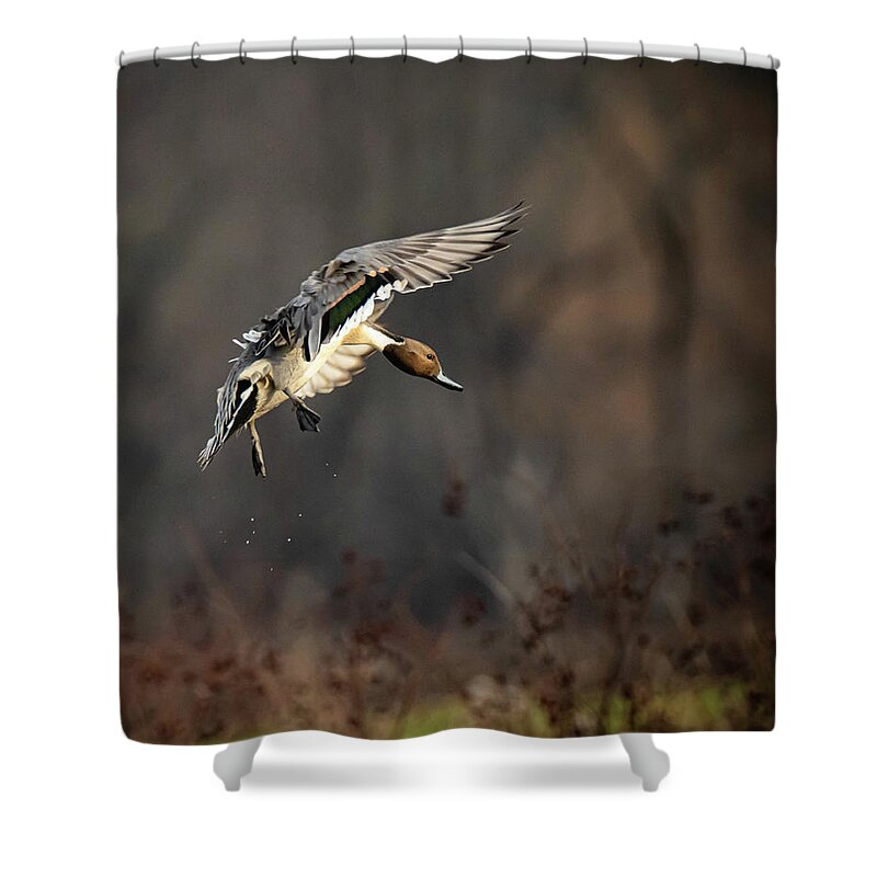 Pintailduck Shower Curtain featuring the photograph Coming in for a Landing by Pam Rendall