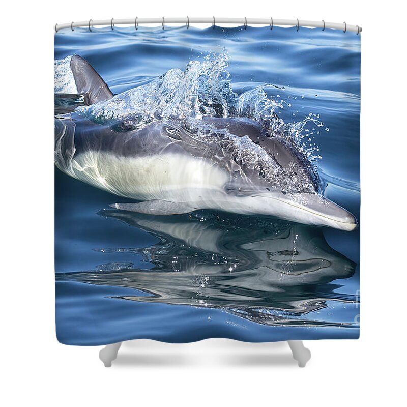 Dana Wharf Shower Curtain featuring the photograph Common Dolphin by Loriannah Hespe