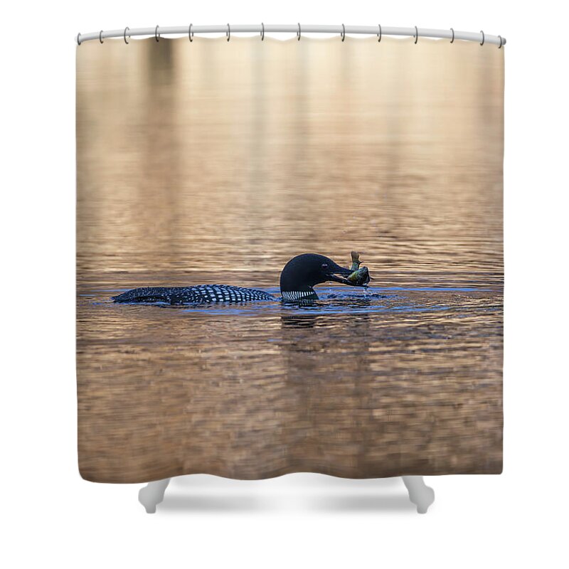 Common Loon Shower Curtain featuring the photograph Common Loon With A Fish 2019-2 by Thomas Young