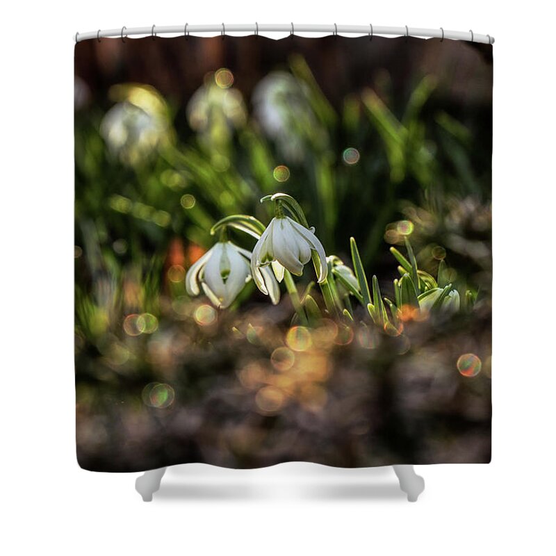Galanthus Nivalis Shower Curtain featuring the photograph Galanthus nivalis, growing in beautiful garden by Vaclav Sonnek