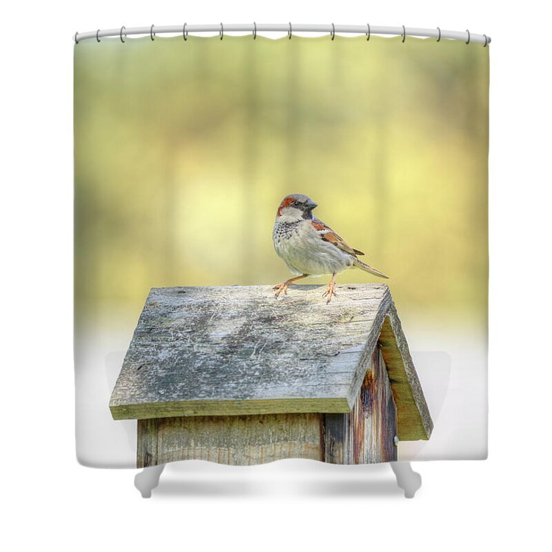Bird Shower Curtain featuring the photograph Common Sparrow by Loyd Towe Photography