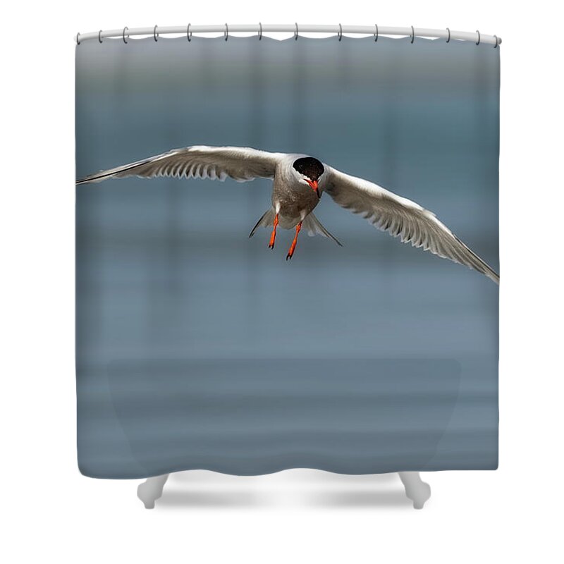 Animal Shower Curtain featuring the photograph Common Tern in Flight by Jerry Fornarotto