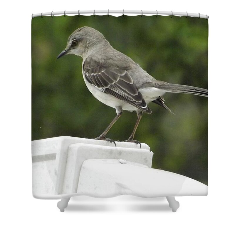 Mimus Polyglottos Shower Curtain featuring the painting Common Texas Mockingbird by Les Classics