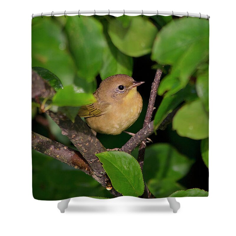 Warbler Shower Curtain featuring the photograph Common Yellowthroat Warbler by Christina Rollo