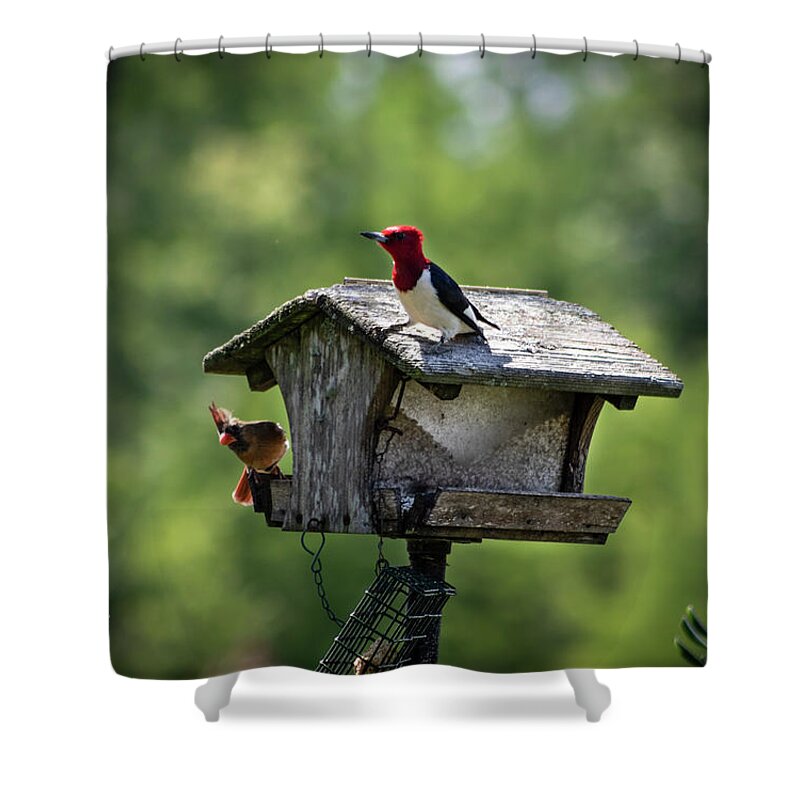 Photograph Shower Curtain featuring the photograph Competing for Food by Suzanne Gaff