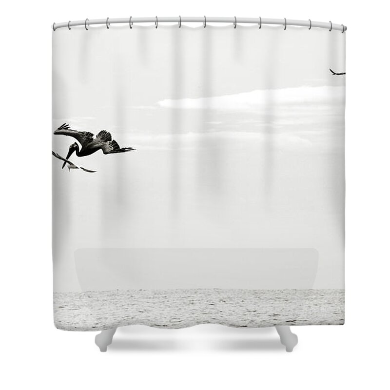 Competition Shower Curtain featuring the photograph Competition for Food by Marilyn Hunt