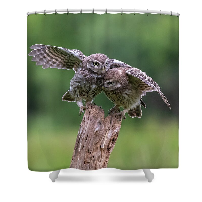 Little Owl Shower Curtain featuring the photograph Competition by Mark Hunter
