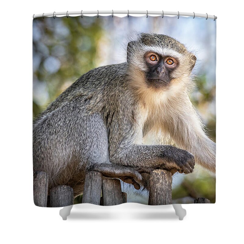Monkey Shower Curtain featuring the photograph Contemplating The Day Ahead by Elvira Peretsman