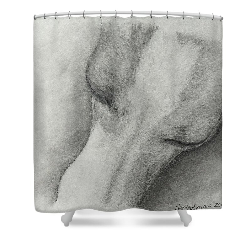 Italian Greyhound Shower Curtain featuring the drawing Comfy by Heather E Harman
