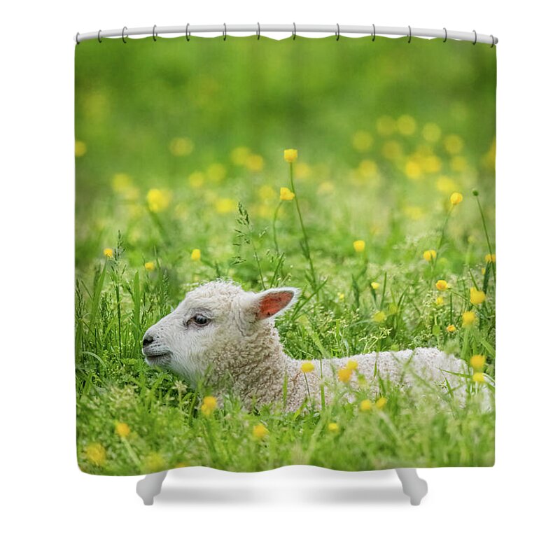 Lamb Shower Curtain featuring the photograph Content Repose by Rachel Morrison