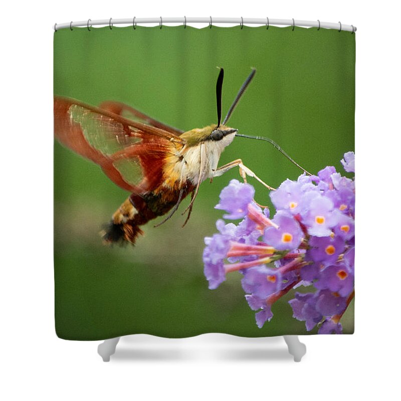 Hummingbird Moth Shower Curtain featuring the photograph Cool Creature by Linda Bonaccorsi