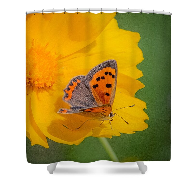 Insect Shower Curtain featuring the photograph Copper and Gold by Linda Bonaccorsi