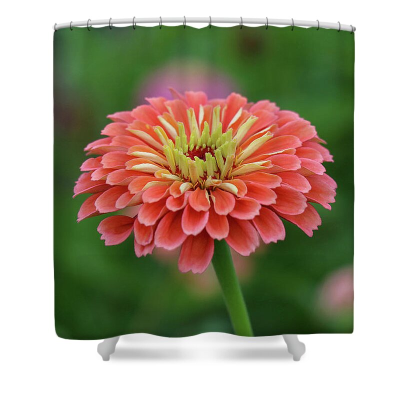 Garden Shower Curtain featuring the photograph Coral Crush by Mary Anne Delgado