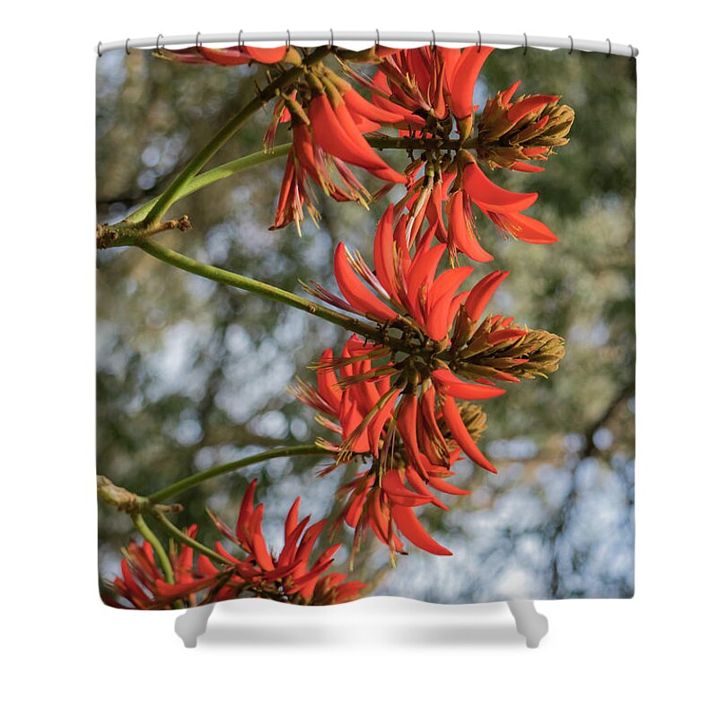 Coral Tree Shower Curtain featuring the photograph Coral Tree, Erythrina Indica by Elaine Teague