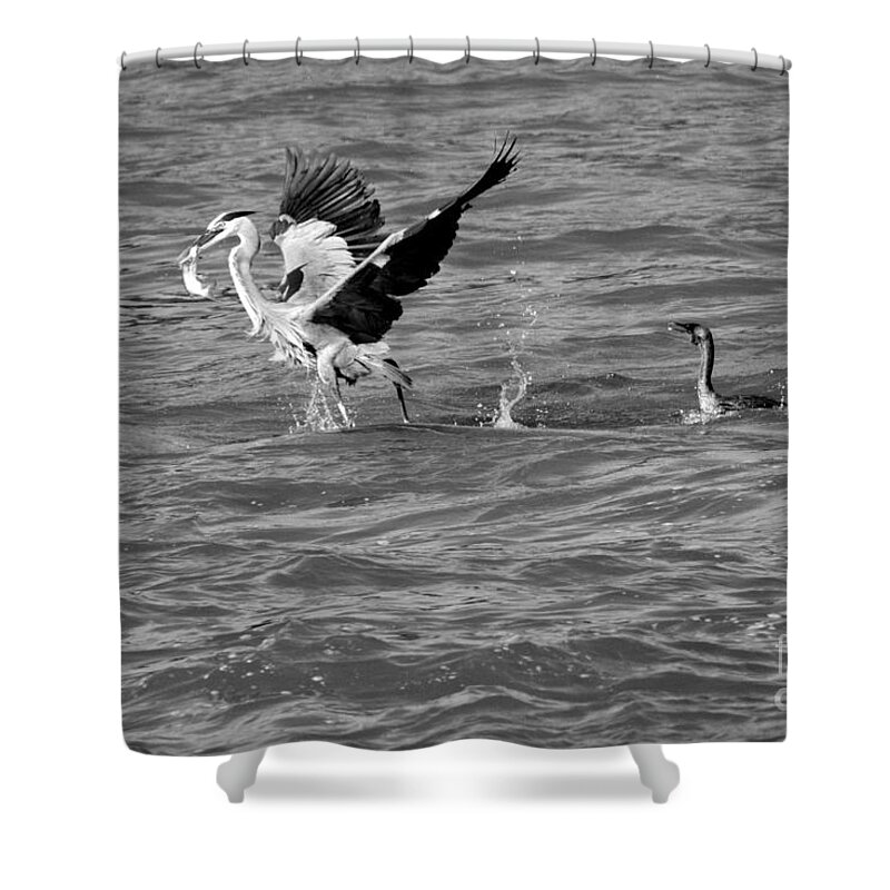 Conowingo Shower Curtain featuring the photograph Cormorant Chasing A Heron With A Fish Black And White by Adam Jewell