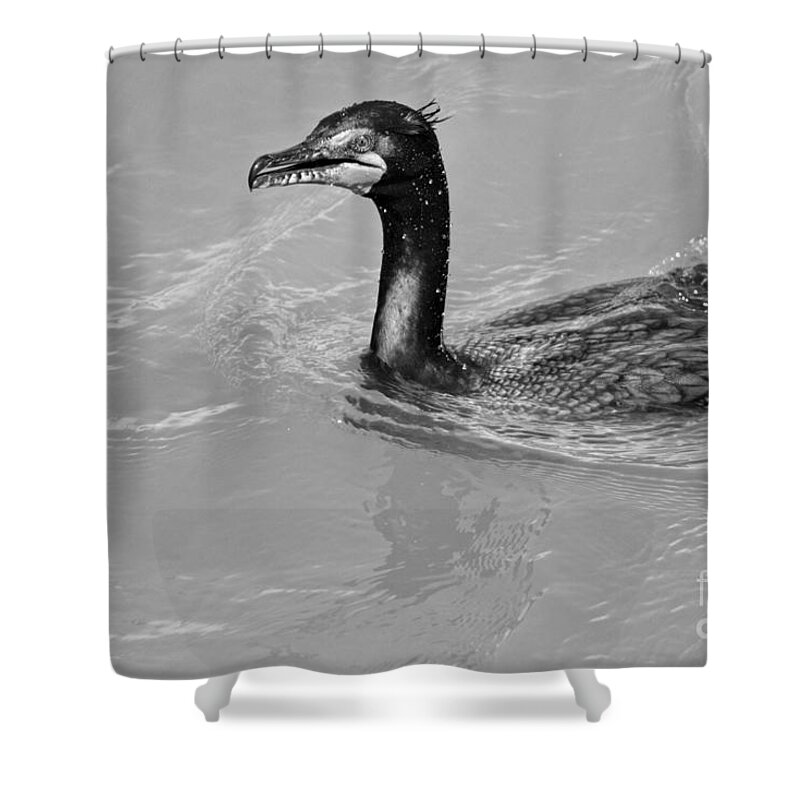 Cormorant Shower Curtain featuring the photograph Cormorant In The Susquehanna River Black And White by Adam Jewell