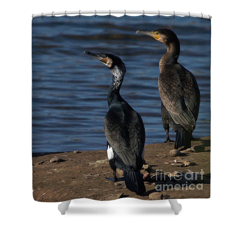 Feathers Shower Curtain featuring the photograph Cormorants resting by Stephen Melia